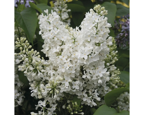 Close-up van witte sering