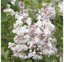 Bloeiwijze van de dwergsering met bloemen en knoppen
