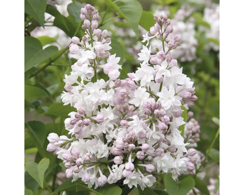 Bloeiwijze van de dwergsering met bloemen en knoppen