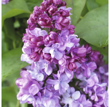 Close-up van een lila bloeiende plant met groene bladeren