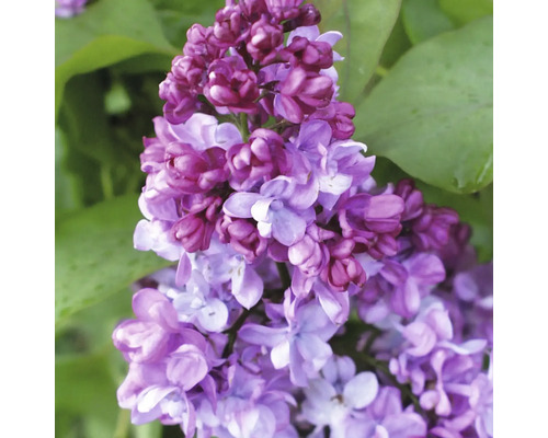 Close-up van een lila bloeiende plant met groene bladeren