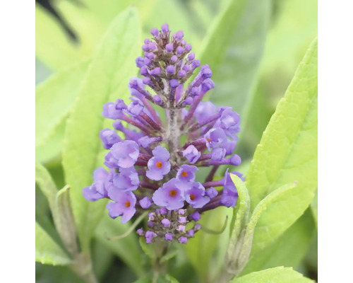 FLORASELF Vlinderstruik Buddleja davidii POQUITO® Holly potmaat 4,5 liter H 40 cm Close-up van een vlinderstruikbloem met paarse bloemen en groene bladeren