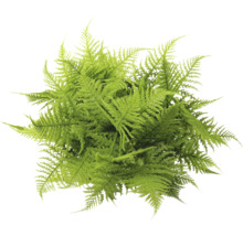 Asparagus Fern plant