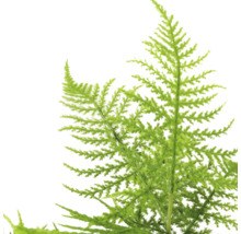 Asparagussetaceus-tak voor bloemdecoraties