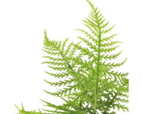 Asparagussetaceus-tak voor bloemdecoraties