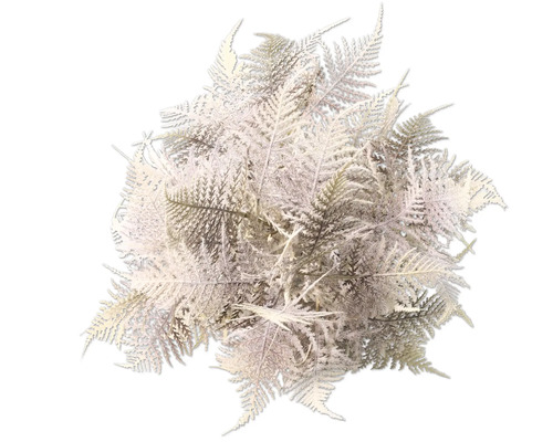 Varenstruik voor decoratie