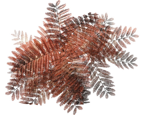 Detailopname van varenbladeren