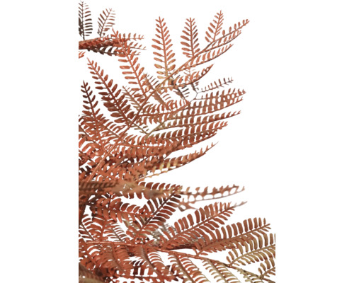 Gedetailleerde opname van roestkleurige varen voor decoraties.