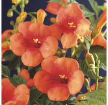 Bloemen van de trompetklimplant in detail