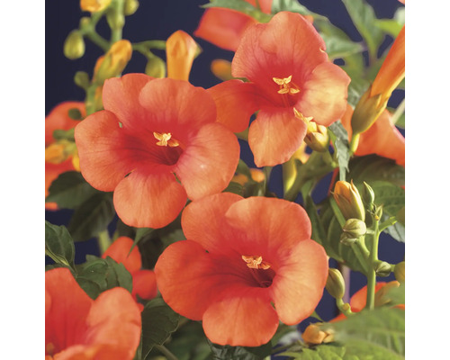 Bloemen van de trompetklimplant in detail