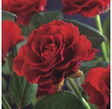 Close-up van rode rozenbloemen met groene bladeren