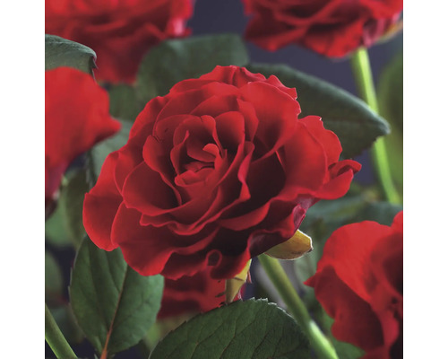 Close-up van rode rozenbloemen met groene bladeren