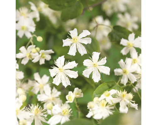 Close-up van witbloeiende bosrank