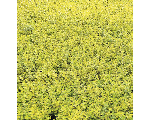 Close-up van haagplanten in de tuin.