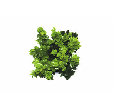Buxus plant in pot