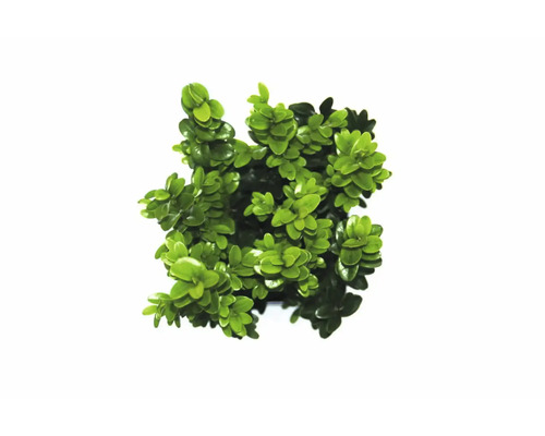 Buxus plant in pot