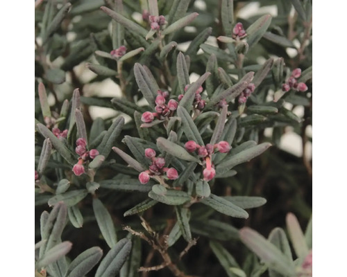 Gedetailleerde opname van een moerasrozemarijn plant met bladeren en bloemknoppen.