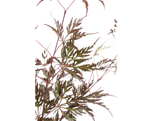 Esdoornboom met bruine bladeren