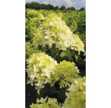 Pluimhortensia in de tuinborder