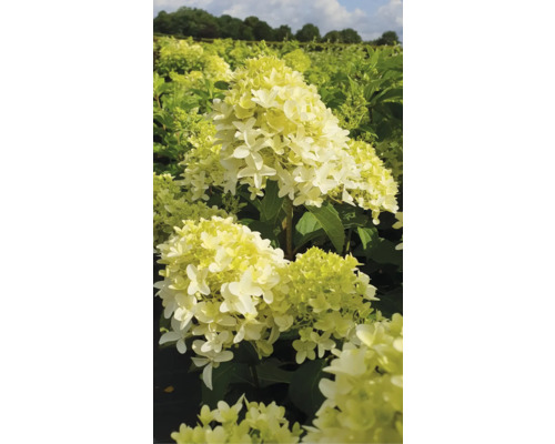 FLORASELF Pluimhortensia Hydrangea paniculata 'Skyfall' potmaat 6 liter H 80 cm Pluimhortensia in de tuinborder