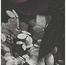 Close-up van hortensiabloemen en -bladeren