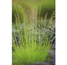 Bos siergras in de tuin