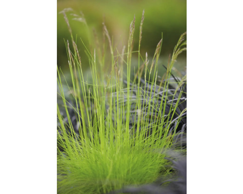 Bos siergras in de tuin