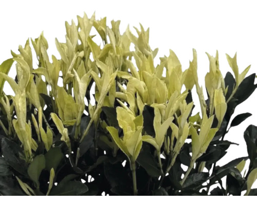 Groenblijvende kardinaalsmuts met bladeren