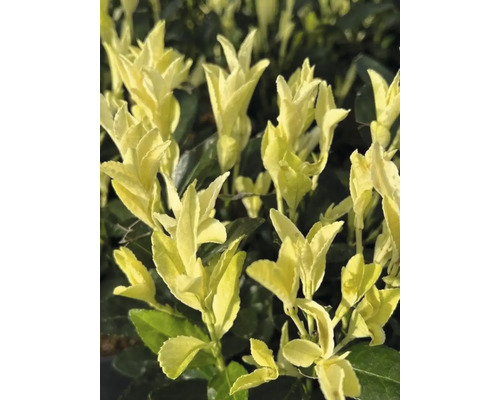 Geelbonte haagplant in detail