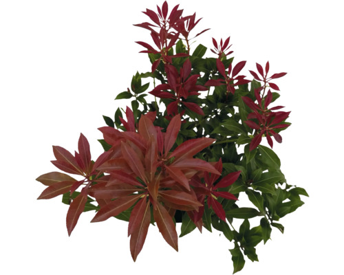 FLORASELF Rotsheide Pieris japonica 'Mountain Fire' potmaat 2 liter H 25-30 cm Groenblijvende, meerjarige Rotsheide met groene en rode bladeren