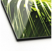 Close-up van een acrylglas foto met een palmboommotief.