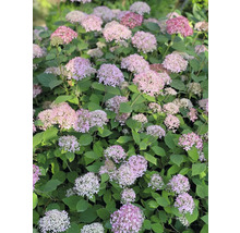 Hortensiastruik met roze bloemen en groene bladeren
