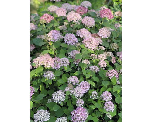 Hortensiastruik met roze bloemen en groene bladeren