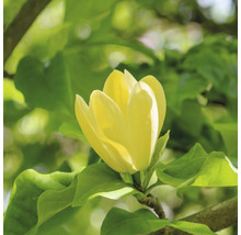 Gele magnolia bloem met groene bladeren
