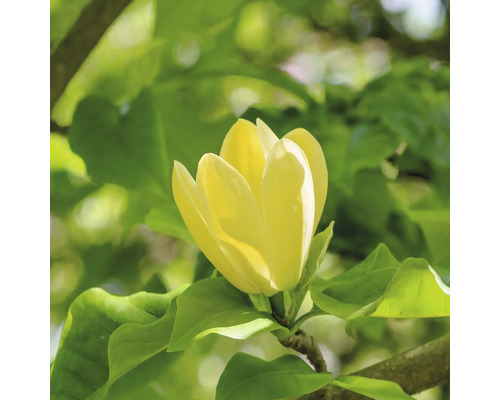 Gele magnolia bloem met groene bladeren