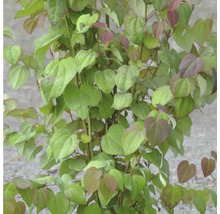 Close-up van een klimplant met hartvormige bladeren