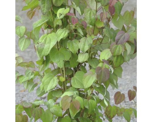 Close-up van een klimplant met hartvormige bladeren