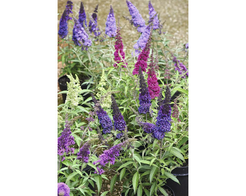 Buddleja Vlinderstruik in verschillende kleuren, in potten