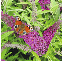 Pauwenoogvlinder op vlinderstruikbloemen