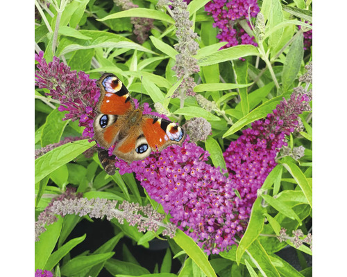 Pauwenoogvlinder op vlinderstruikbloemen