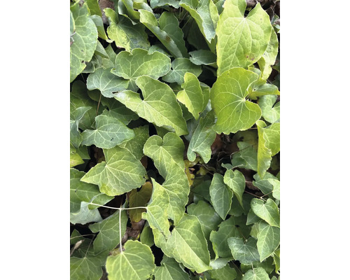 Close-up van klimopbladeren