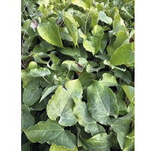 Close-up van elfenbloemplanten met hartvormige bladeren