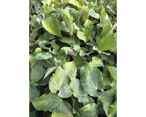 Close-up van elfenbloemplanten met hartvormige bladeren