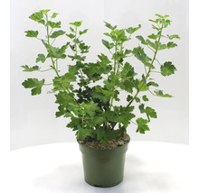 Kruisbes in pot met groene bladeren.