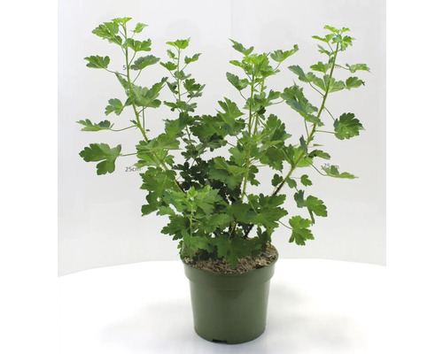 Kruisbes in pot met groene bladeren.