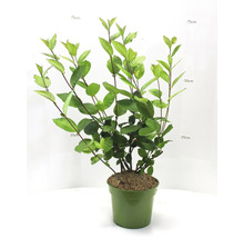 Aronia plant in pot