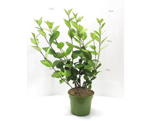 Aronia plant in pot