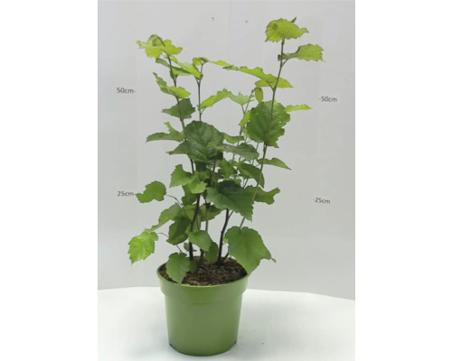 Hazelnootstruik in een pot