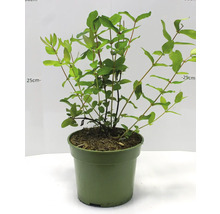 Kamperfoelieplant in pot