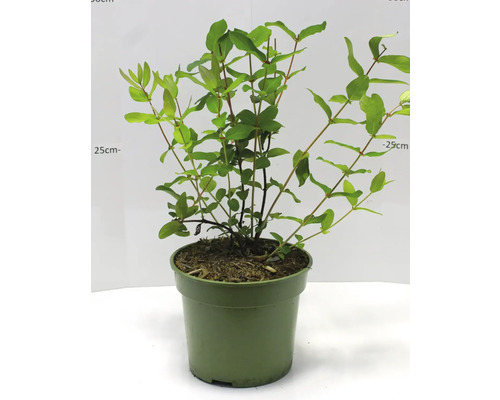 Kamperfoelieplant in pot